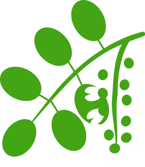 dessin d'une fleur d'acacia